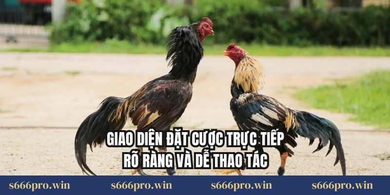 Giao diện đặt cược trực tiếp rõ ràng và dễ thao tác