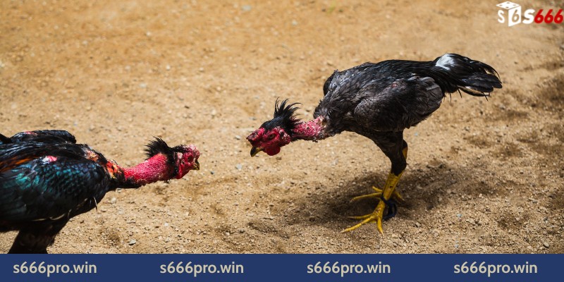 Kỹ thuật chọn và huấn luyện gà tre đá